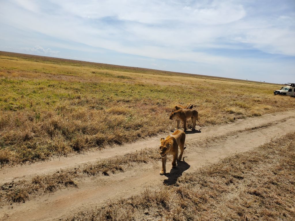 10 Days Mount Meru Climb and Tanzania Safari Tour