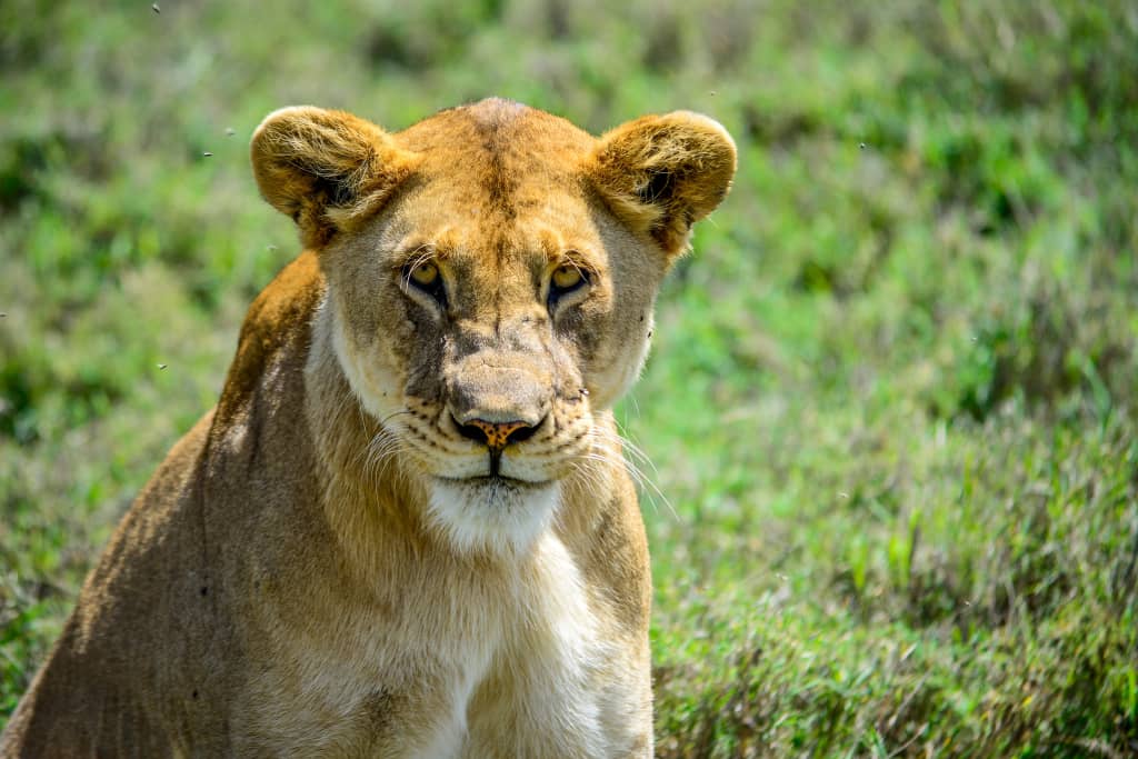 5 Days Tanzania Safari - Great Migration and Big 5 Safari