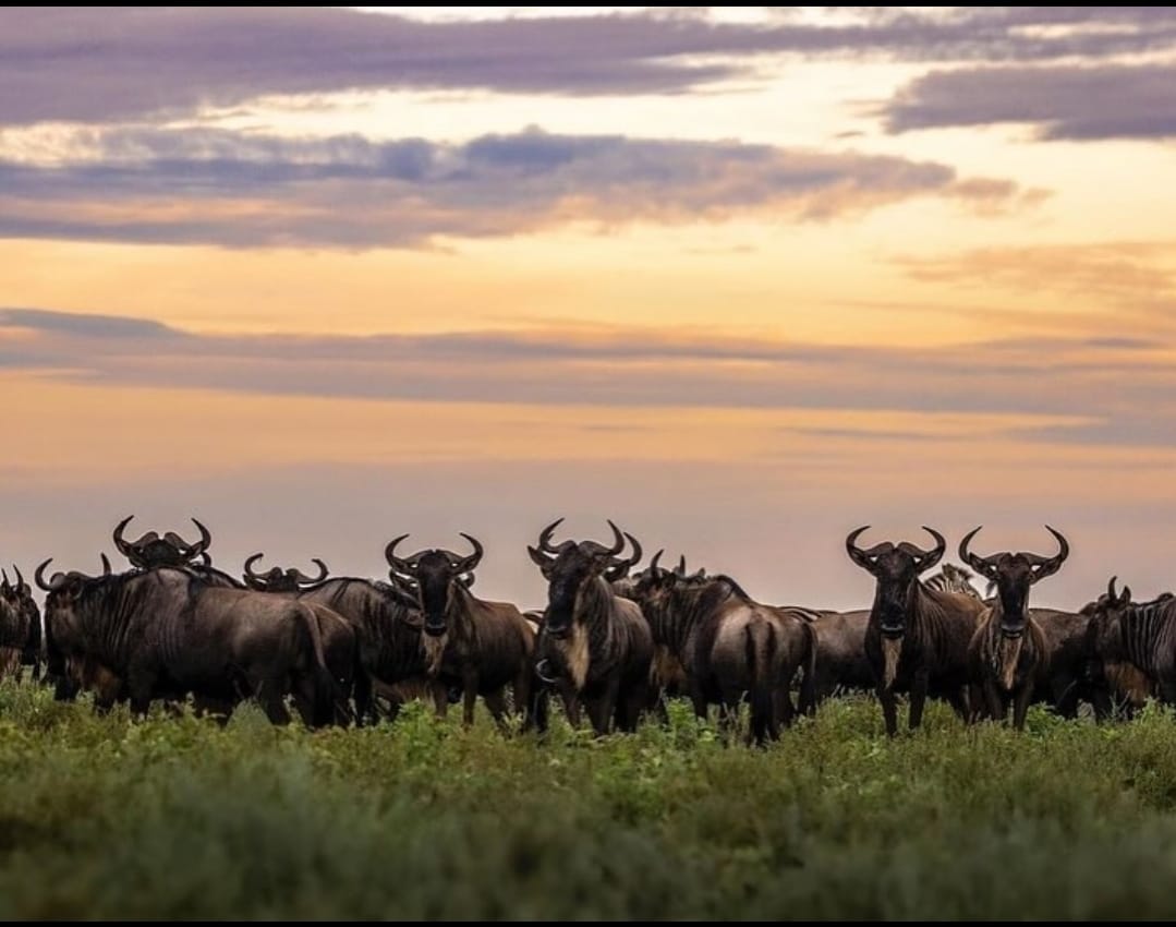 Best Time to Visit Tanzania for Safari, Kilimanjaro & Zanzibar