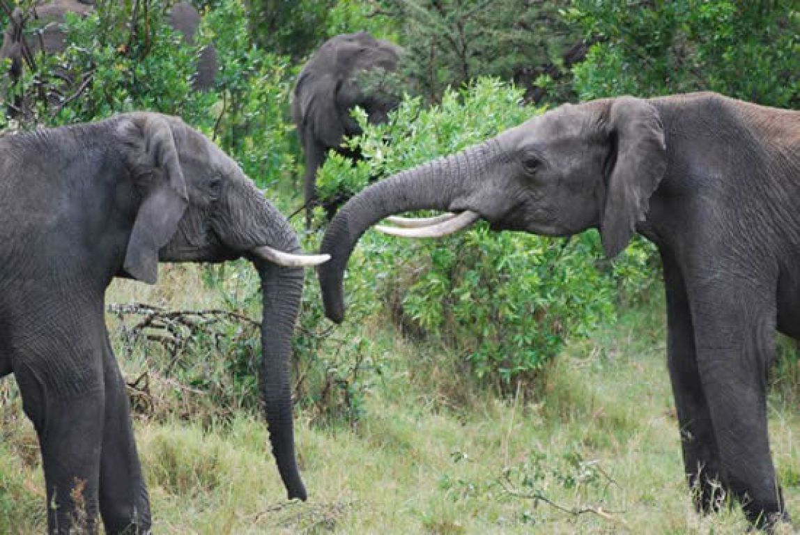 Tarangire National Park Day Safari