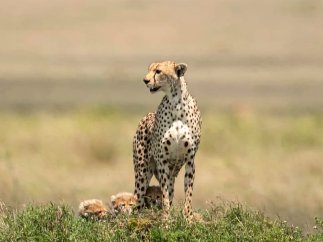 Tanzania Safari Tours | Serengeti, Ngorongoro & Wildlife Adventures