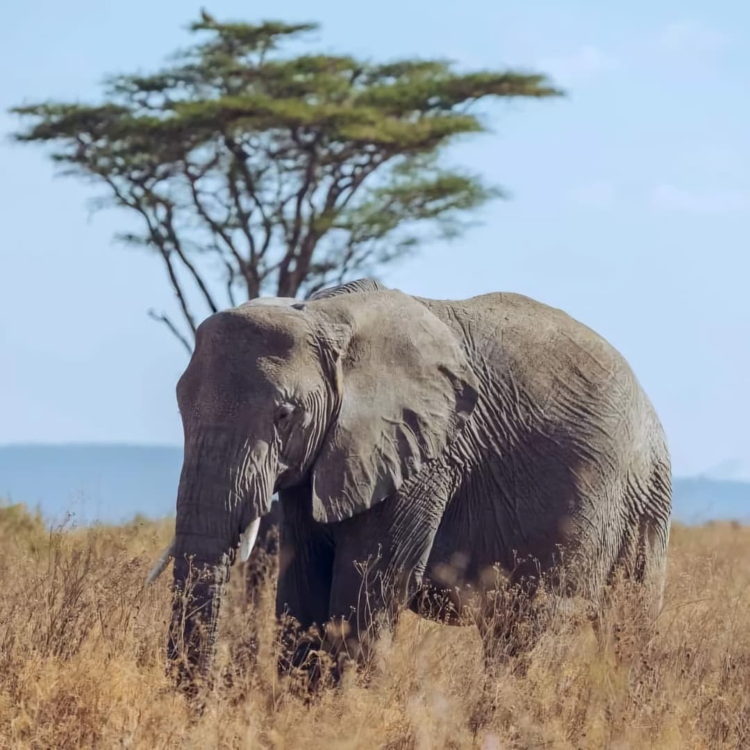 Tanzania Safari Tours: Ultimate Guide to Wildlife Safaris & Costs