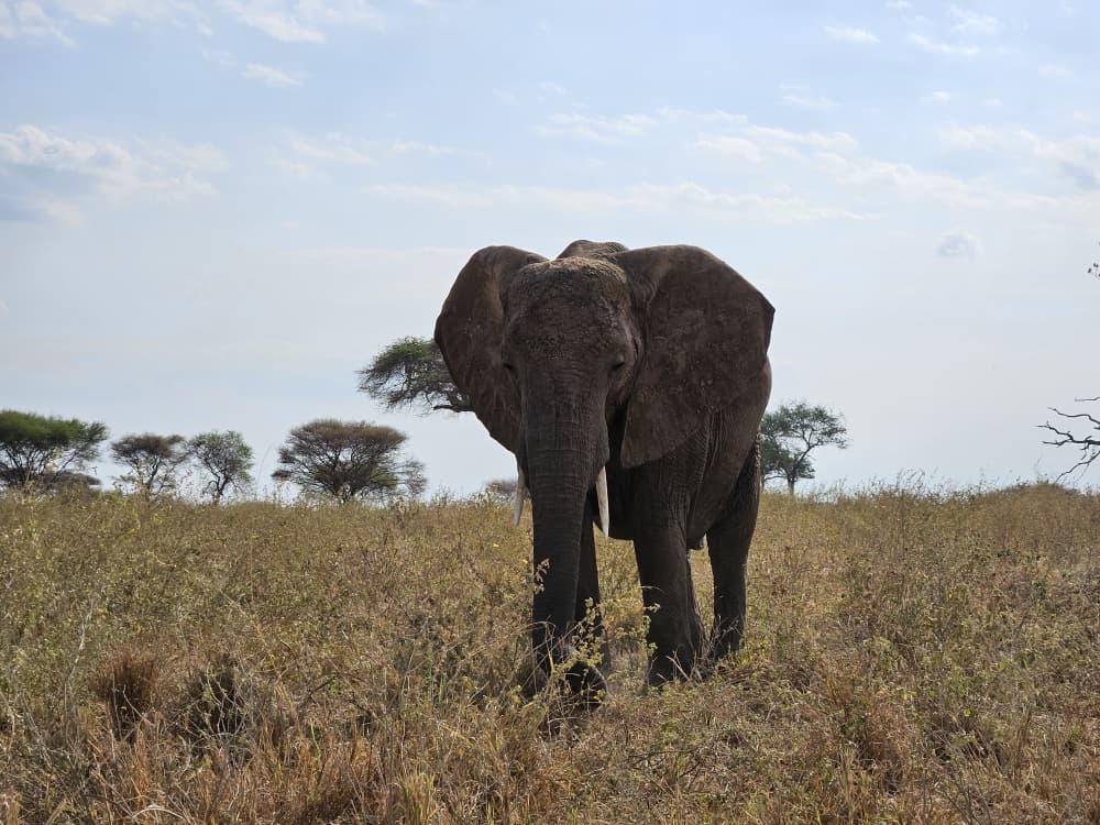 Why Choose a Local Tanzania Safari Tour Operator?